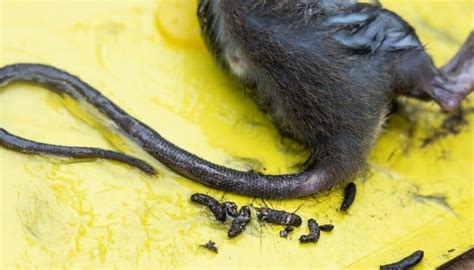 Rat grease. Things To Know About Rat grease. 